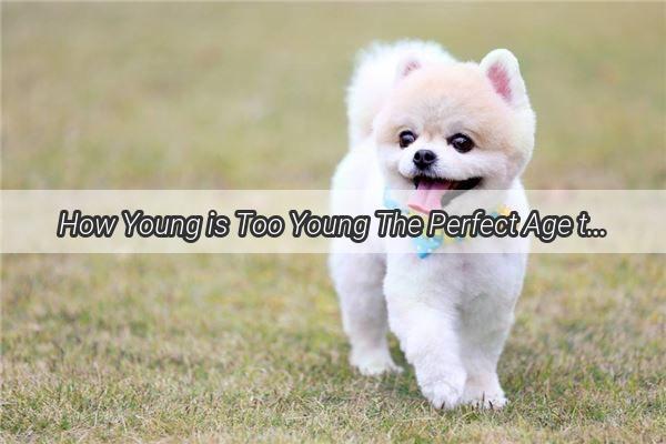 How Young is Too Young The Perfect Age to Start Caring for Your Pup